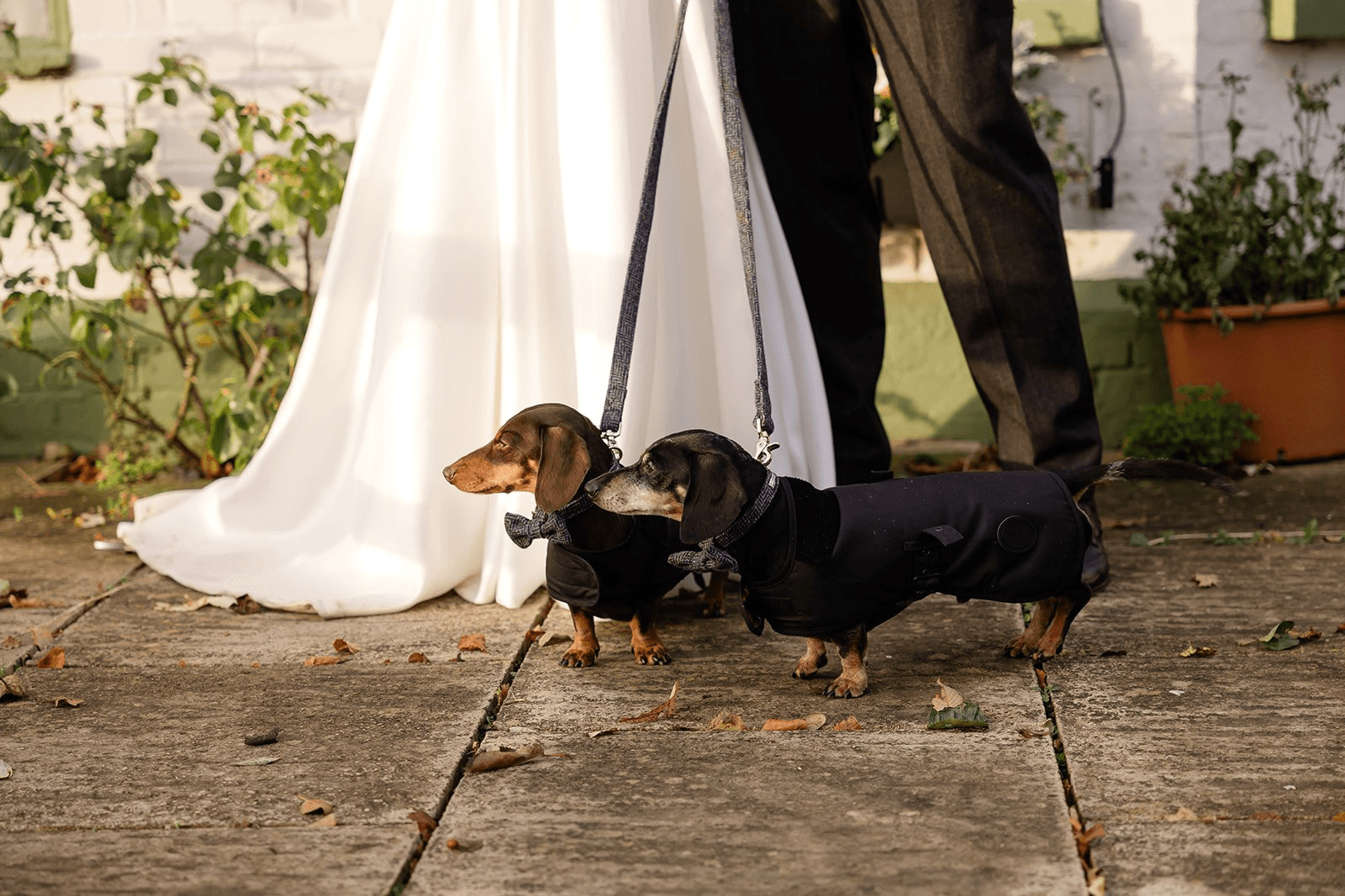 Top Tips For Dogs at Weddings