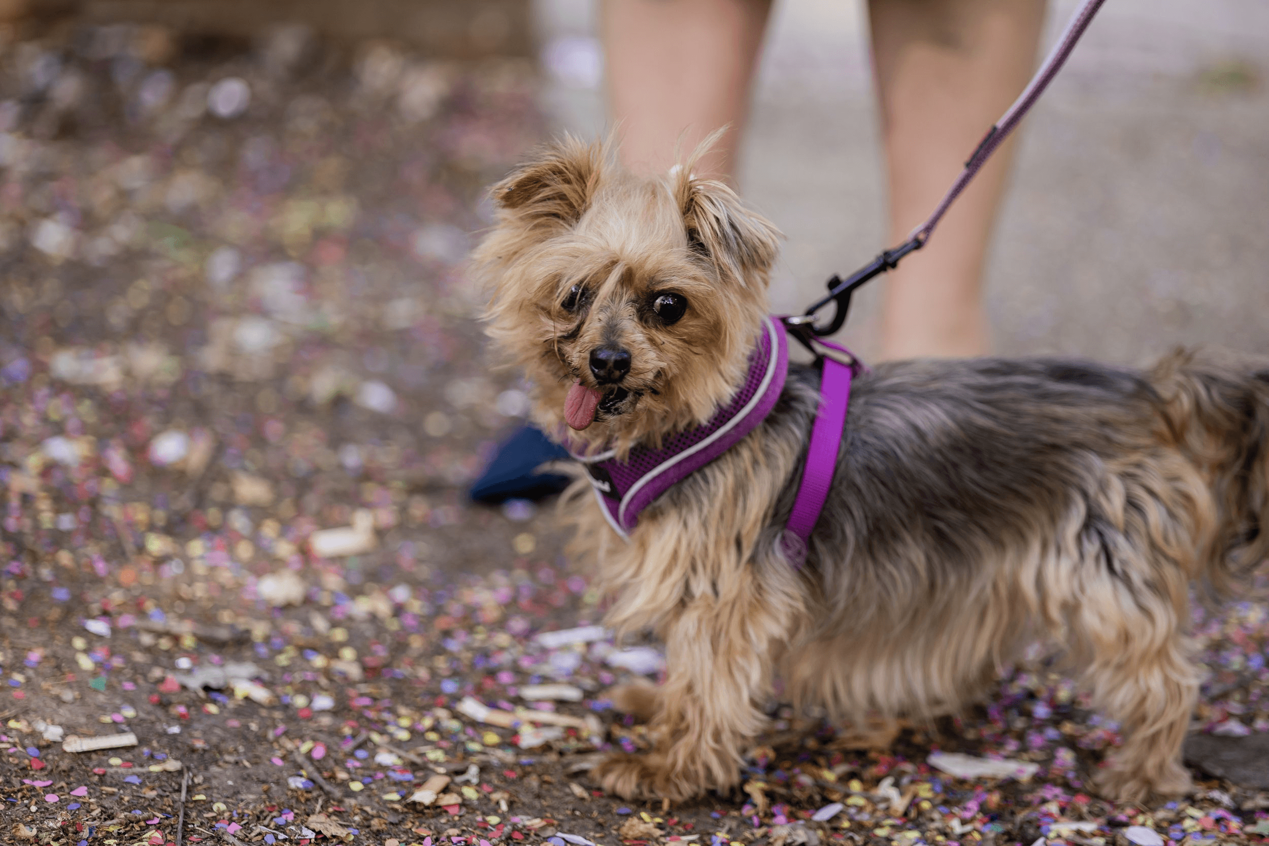 Including Your Dog in the Celebration Without Overstimulating Them