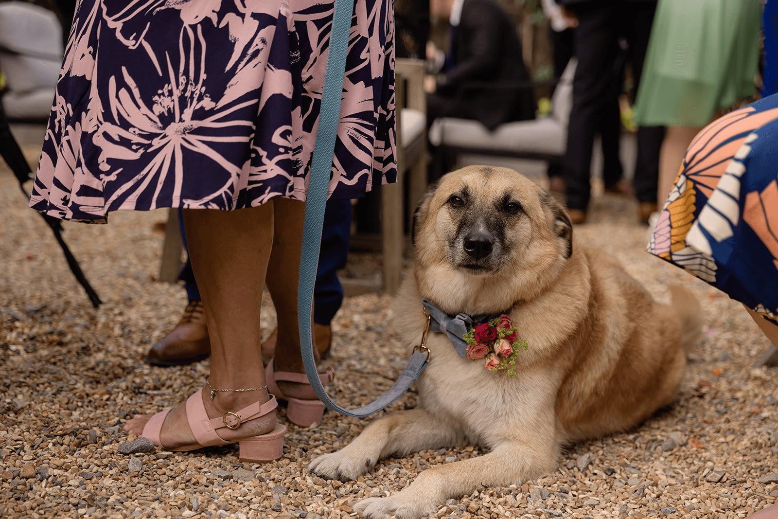 Top Tips For Dogs at Weddings